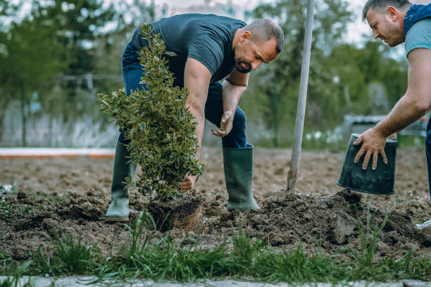 Best Residential Tree Removal  in Gra Forks Af, ND